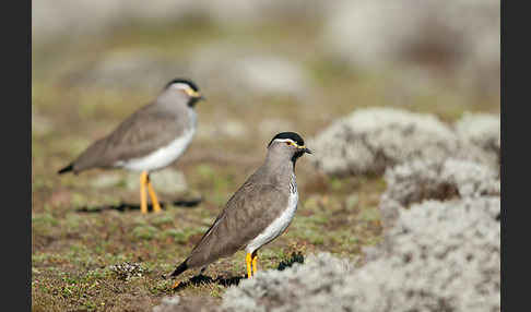 Strichelbrustkiebitz (Vanellus melanocephalus)