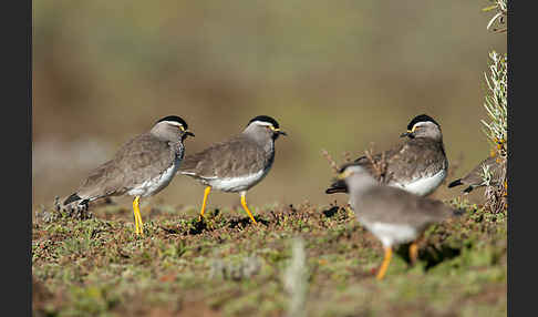 Strichelbrustkiebitz (Vanellus melanocephalus)