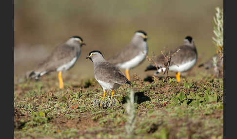 Strichelbrustkiebitz (Vanellus melanocephalus)