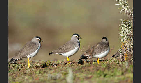 Strichelbrustkiebitz (Vanellus melanocephalus)