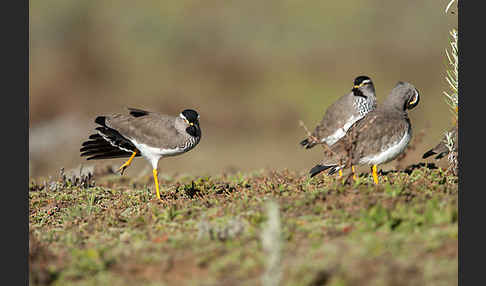 Strichelbrustkiebitz (Vanellus melanocephalus)