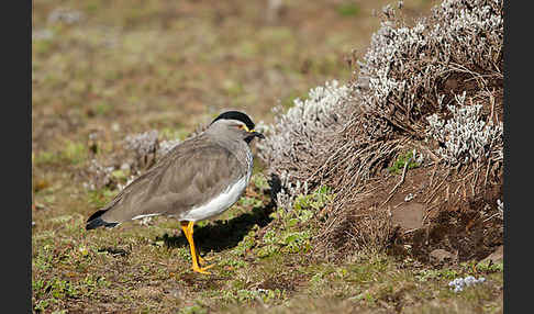 Strichelbrustkiebitz (Vanellus melanocephalus)