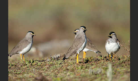 Strichelbrustkiebitz (Vanellus melanocephalus)