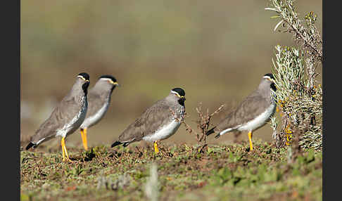 Strichelbrustkiebitz (Vanellus melanocephalus)