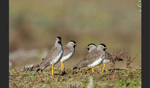 Strichelbrustkiebitz (Vanellus melanocephalus)