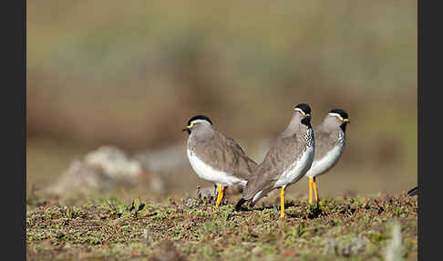 Strichelbrustkiebitz (Vanellus melanocephalus)