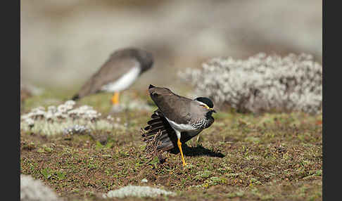 Strichelbrustkiebitz (Vanellus melanocephalus)