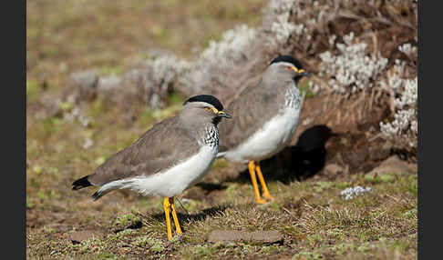 Strichelbrustkiebitz (Vanellus melanocephalus)