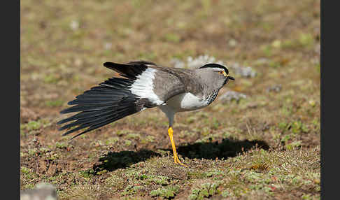 Strichelbrustkiebitz (Vanellus melanocephalus)