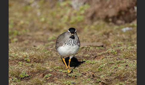 Strichelbrustkiebitz (Vanellus melanocephalus)