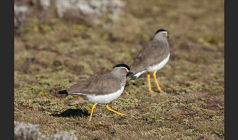 Strichelbrustkiebitz (Vanellus melanocephalus)