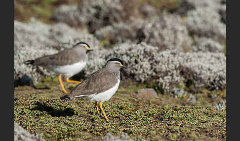 Strichelbrustkiebitz (Vanellus melanocephalus)