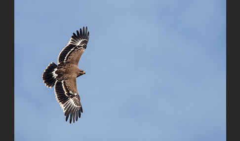 Steppenadler (Aquila nipalensis)