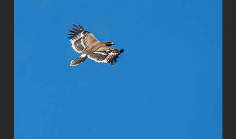 Steppenadler (Aquila nipalensis)