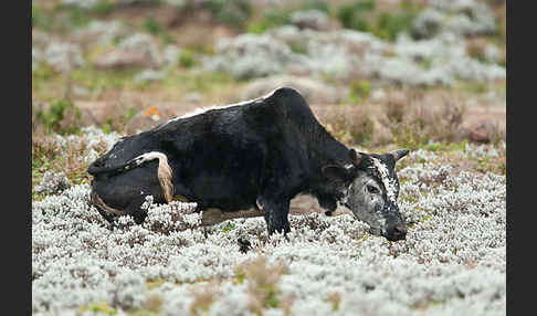 Zebu (Bos primigenius indicus)