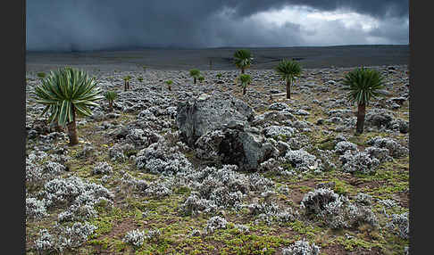 Äthiopischer Schopfrosettenbaum (Lobelia rhynchopetalum)