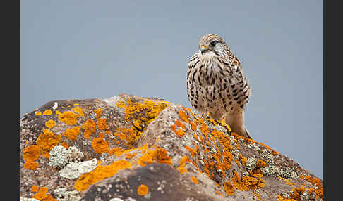 Turmfalke (Falco tinnunculus)