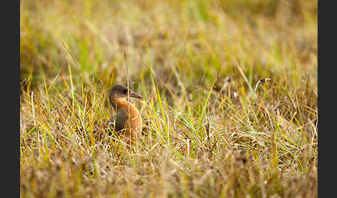 Rougetralle (Rougetius rougetii)