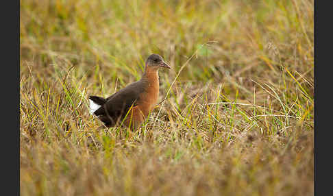 Rougetralle (Rougetius rougetii)