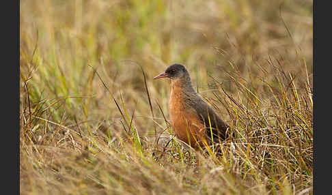 Rougetralle (Rougetius rougetii)