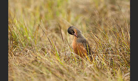 Rougetralle (Rougetius rougetii)