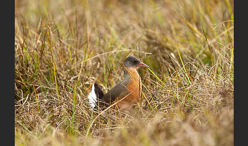 Rougetralle (Rougetius rougetii)