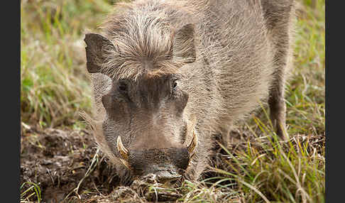 Warzenschwein (Phacochoerus africanus)