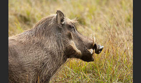 Warzenschwein (Phacochoerus africanus)