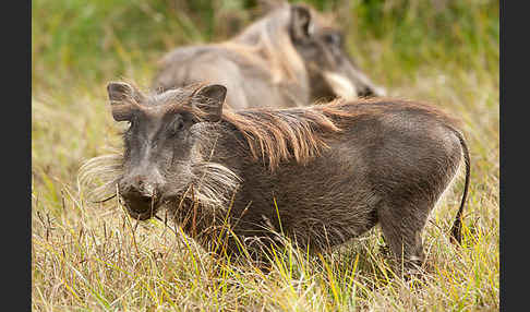 Warzenschwein (Phacochoerus africanus)