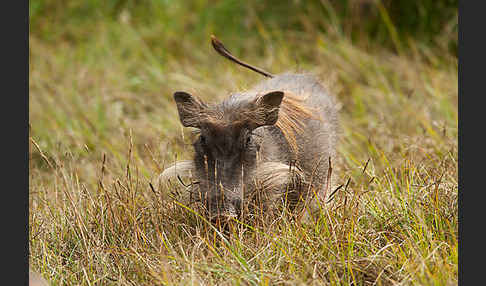 Warzenschwein (Phacochoerus africanus)