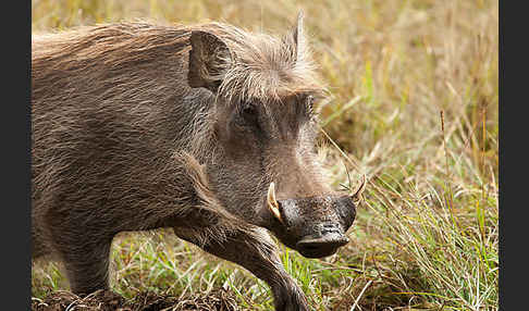 Warzenschwein (Phacochoerus africanus)