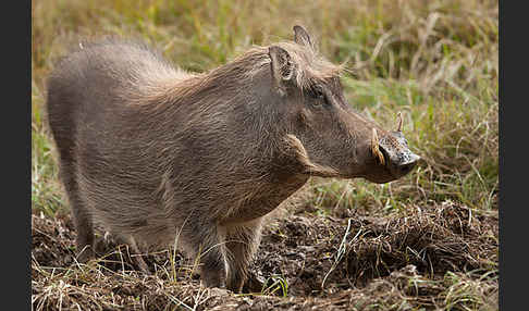 Warzenschwein (Phacochoerus africanus)