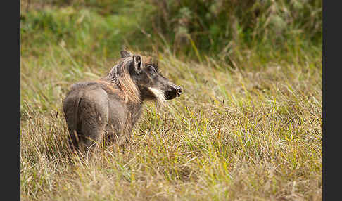 Warzenschwein (Phacochoerus africanus)