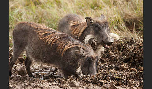 Warzenschwein (Phacochoerus africanus)