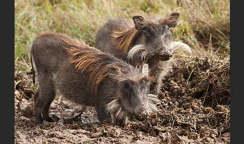 Warzenschwein (Phacochoerus africanus)