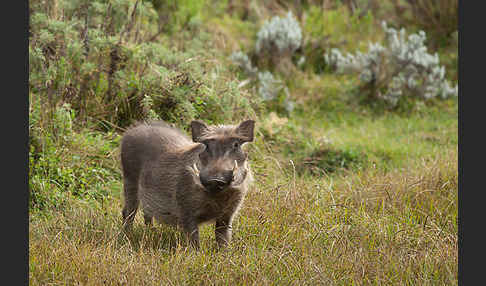 Warzenschwein (Phacochoerus africanus)