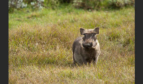 Warzenschwein (Phacochoerus africanus)