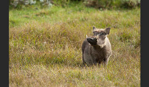 Warzenschwein (Phacochoerus africanus)