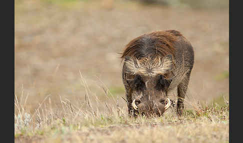 Warzenschwein (Phacochoerus africanus)