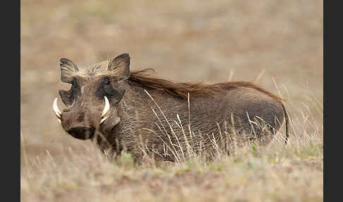 Warzenschwein (Phacochoerus africanus)