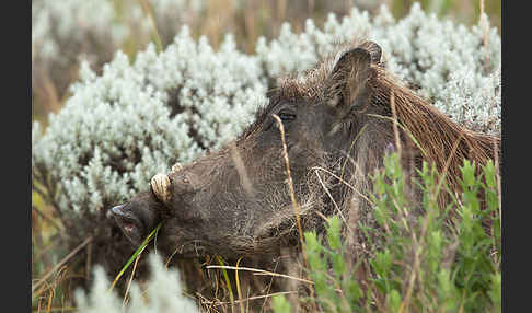 Warzenschwein (Phacochoerus africanus)