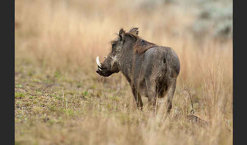 Warzenschwein (Phacochoerus africanus)