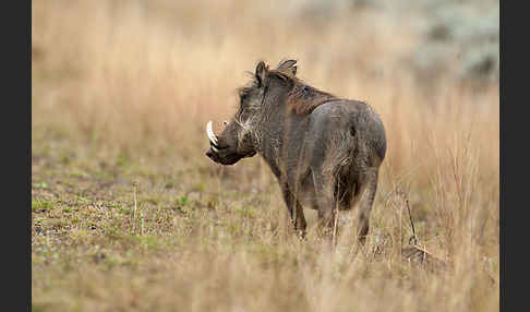 Warzenschwein (Phacochoerus africanus)