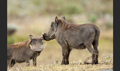 Warzenschwein (Phacochoerus africanus)