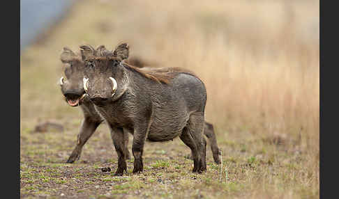 Warzenschwein (Phacochoerus africanus)