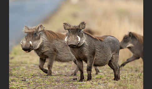 Warzenschwein (Phacochoerus africanus)