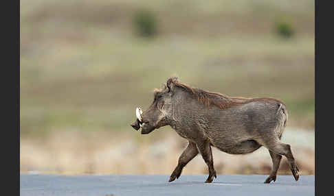 Warzenschwein (Phacochoerus africanus)