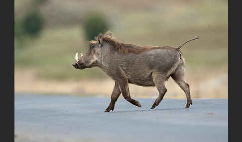 Warzenschwein (Phacochoerus africanus)