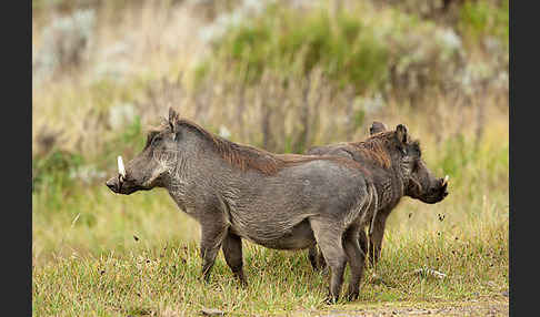 Warzenschwein (Phacochoerus africanus)