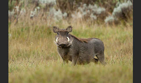 Warzenschwein (Phacochoerus africanus)